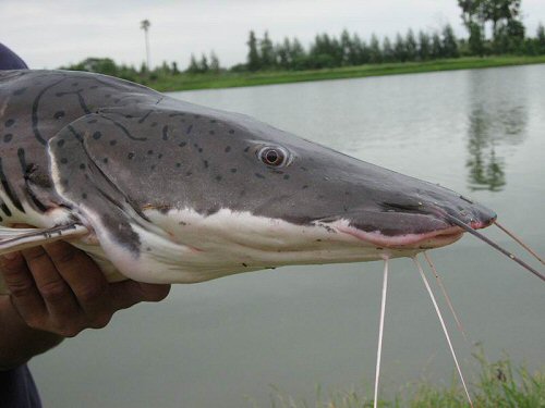 Pseudoplatystoma fasciatum = close-up of head