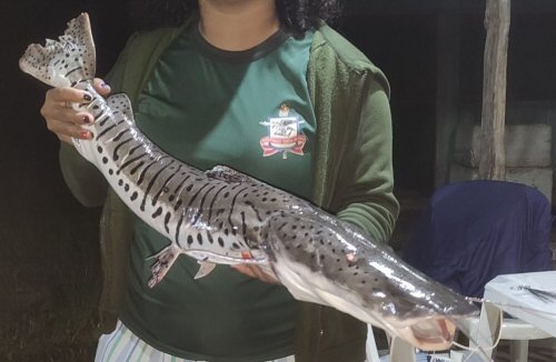 Pseudoplatystoma punctifer = Altamira - PA, Brasil 