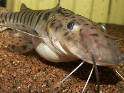 Pseudoplatystoma tigrinum = head view