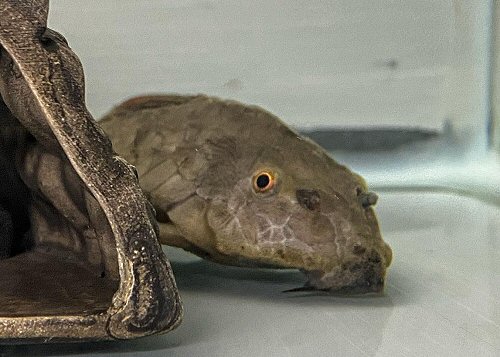 Pseudorinelepis genibarbis - head view