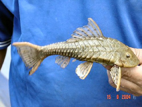 Pseudorinelepis sp. (L152) 