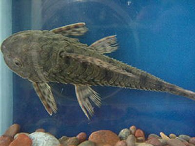 Pseudorinelepis sp. (L152) 