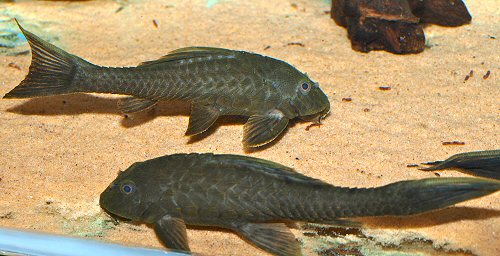 Pseudorinelepis sp. (L152) 