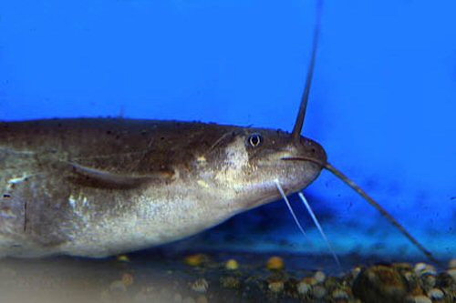 Pterocryptis berdmorei = head view