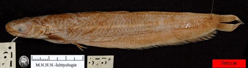 Pterocryptis cochinchinensis - Syntype-Vietnam