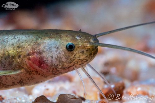 Pterocryptis wynaadensis - head view