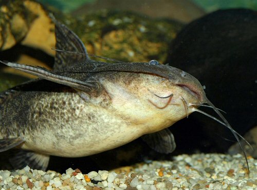 Pterodoras granulosus = showing underside of belly