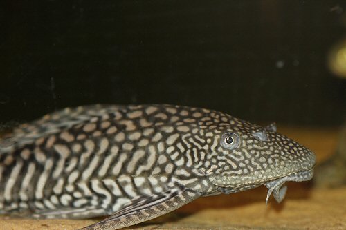 Pterygoplichthys ambrosettii 