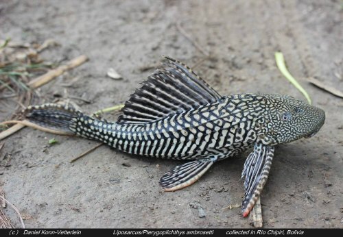 Pterygoplichthys ambrosettii = Captured in the Rio Chipiri, Bolivia 