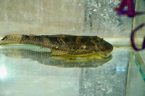 Pterygoplichthys chrysostiktos