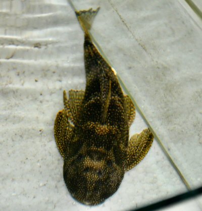 Pterygoplichthys chrysostiktos = dorsal view