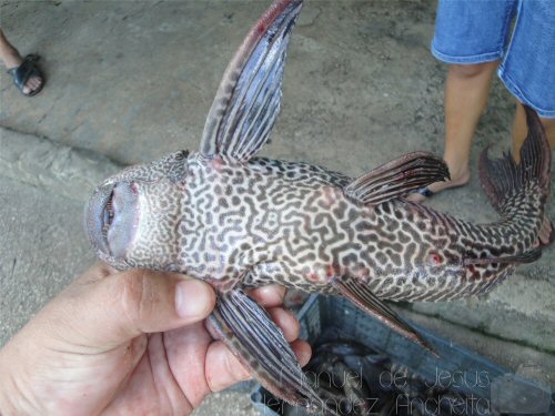 Pterygoplichthys disjunctivus ? = Ventral view-Catazaja, Mexico