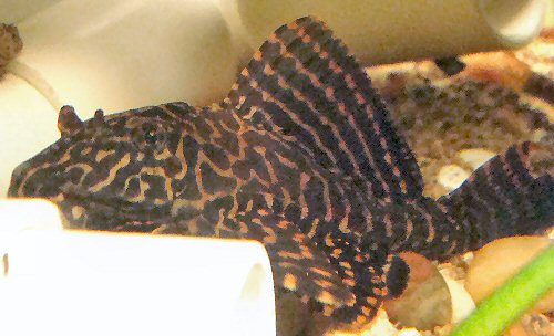 Pterygoplichthys gibbiceps