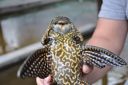 Pterygoplichthys parnaibae - ventral view