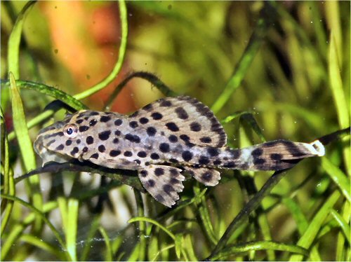 Pterygoplichthys punctatus = juvenile