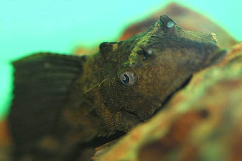 Pterygoplichthys scrophus - showing nasal flutes