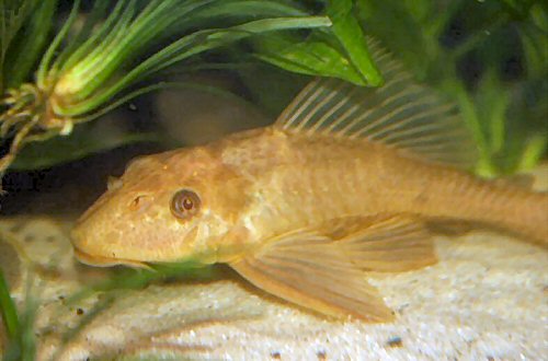 Pterygoplichthys pardalis = albino