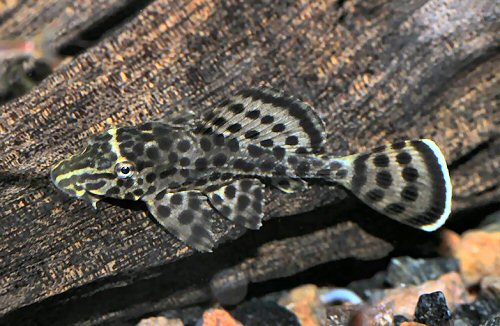 Pterygoplichthys weberi  = juvenile