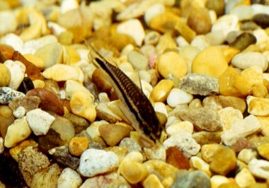 Corydoras pygmaes