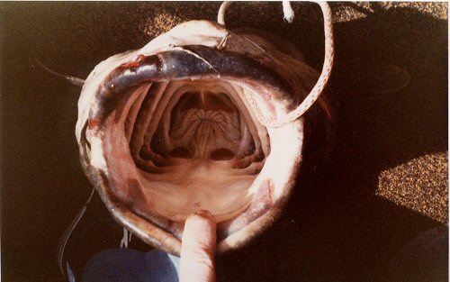 Pylodictis olivaris = Gape of mouth