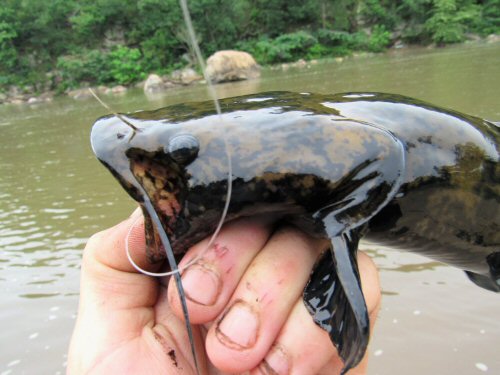 Pylodictis olivaris = juvenile head view