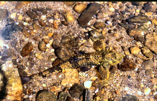 Rineloricaria latirostris = cryptic colours