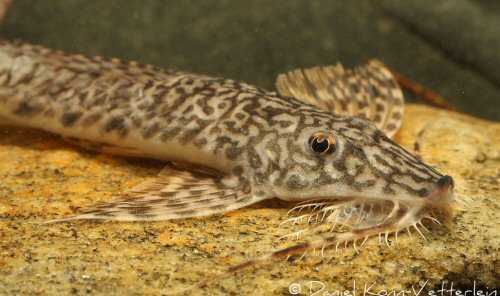 Rhadinoloricaria andaki = head view