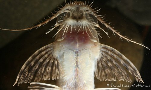 Rhadinoloricaria andaki = mouth view