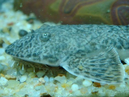 Rhadinoloricaria sp. "Rio Palometilla" = head view