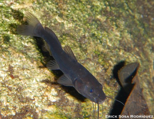 Rhamdia guatemalensis = Yucatán, Mexico 