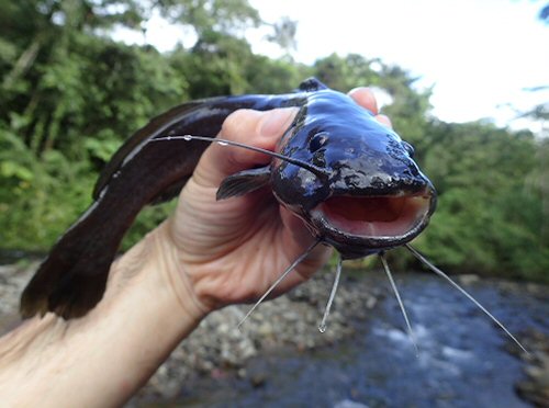 Rhamdia nicaraguensis = Lago Cocibolca (Lake Nicaragua)