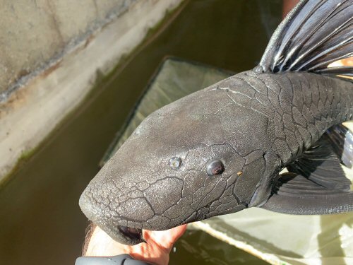 Rhinelepis aspera = head view