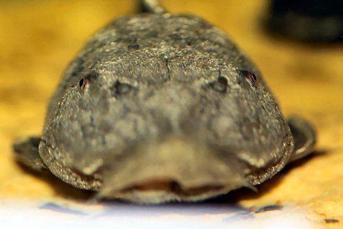 Rhinelepis strigosa = Full on head view