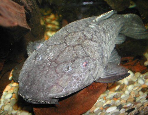 Rhinelepis strigosa = head view