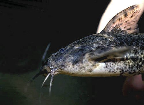 Rhinodoras boehlkei = head view