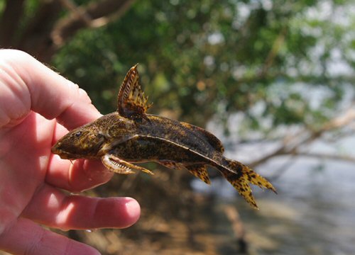 Rhinodoras boehlkei = Rio Xingú Para, Brazil 