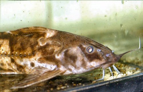 Rhinodoras dorbignyi  = Close-up head view 