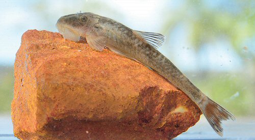 Rhinolekos capetinga = Live specimen of holotype, male, 37.5 mm SL, rio Tocantins basin, Goiás State, Brazil 