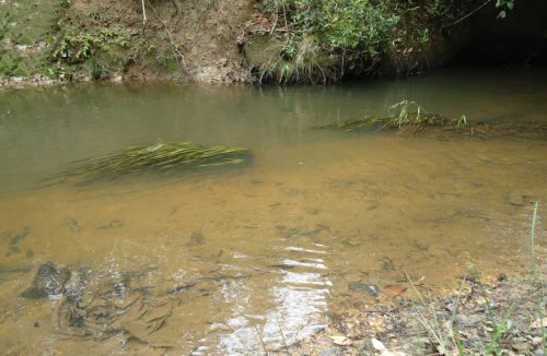 Location for Rhinolekos capetinga = Type locality at córrego da Branca, – 14°53'47.2"S, 47°34'58.4"W 