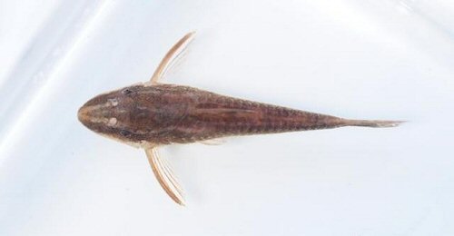 Rhinotocinclus chromodontus = dorsal view