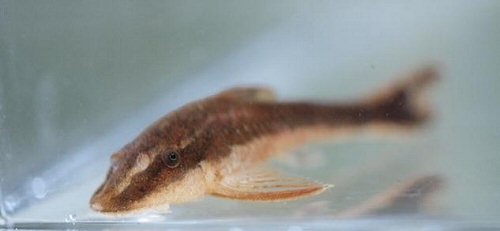 Rhinotocinclus chromodontus = head view