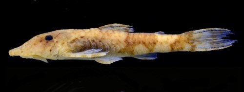 Rhinotocinclus collinsae = Female, creek tributary to Little Takutu River, Cuyuni-Mazaruni, Guyana