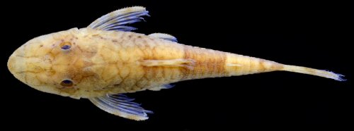 Rhinotocinclus collinsae = Dorsal view-Female, creek tributary to Little Takutu River, Cuyuni-Mazaruni, Guyana.