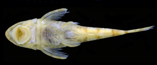 Rhinotocinclus collinsae = Ventral view-Female, creek tributary to Little Takutu River, Cuyuni-Mazaruni, Guyana.