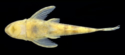 Rhinotocinclus dani = Ventral view-Female, Rio Paranaíta, Paranaíta, Mato Grosso, Brazil 