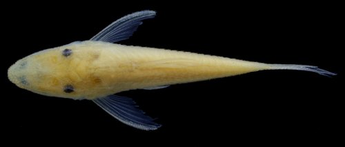 Rhinotocinclus dinizae = Dorsal view-paratype, córrego Correntes, Rio Araguaia basin, Barra do Garças, Mato Grosso, Brazil