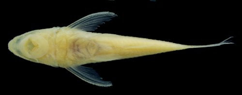 Rhinotocinclus dinizae = Ventral view-paratype, córrego Correntes, Rio Araguaia basin, Barra do Garças, Mato Grosso, Brazil