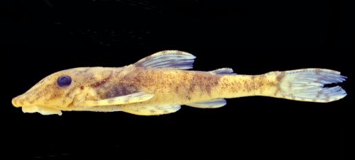 Rhinotocinclus discolor = Holotype-Caño Pasa, tributary of Río Sipapo, 98 km from Puerto Ayacucho airport, Amazonas, Venezuela