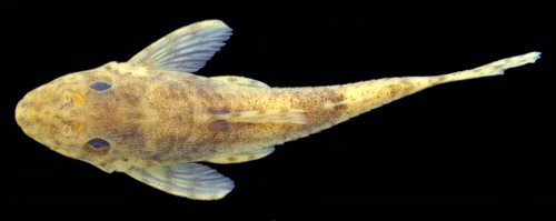 Rhinotocinclus discolor = Dorsal view-holotype-Caño Pasa, tributary of Río Sipapo, 98 km from Puerto Ayacucho airport, Amazonas, Venezuela