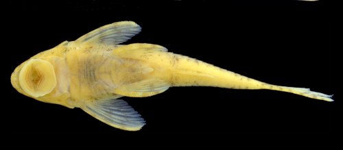 Rhinotocinclus discolor = Ventral view-holotype-Caño Pasa, tributary of Río Sipapo, 98 km from Puerto Ayacucho airport, Amazonas, Venezuela